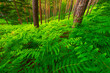 forêt de rambouillet : fougères et pins