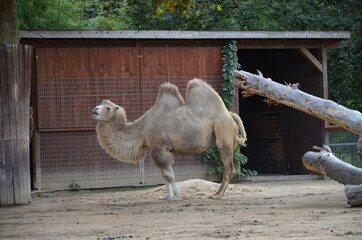 Side view of two humped camel standing in corral under sunlight at zoo