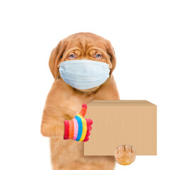 Poster - Mastiff puppy wearing medical protective mask holds big box and shows thumbs up gesture. Delivery during coronavirus concept. isolated on white background