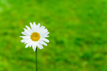 Wall Mural - Single blooming camomile flower on green nature background. Summer concept with copy space.