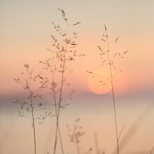 Selective Soft Focus Of Beach Dry Grass, Reeds, Stalks At Pastel Sunset Light, Blurred Sea On Background. Nature, Summer