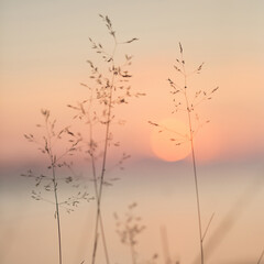 Selective soft focus of beach dry grass, reeds, stalks at pastel sunset light, blurred sea on background. Nature, summer