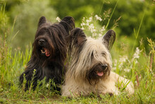 Skye Terrier In The Summer Grass