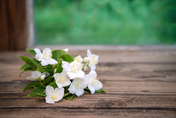 Poster - A sprig of white Jasmine on a wooden table