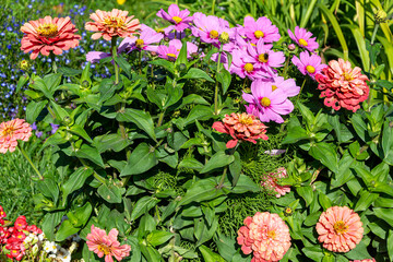 Wall Mural -  Fragment of a flower garden