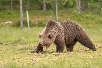 Wall Mural - brown bear (ursus arctos) walking on a finnish bog on a sunny summer evening