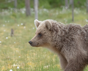 Wall Mural - young brown bear (ursus arctos) walking on a finnish bog on a summer evening
