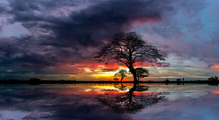 Wall Mural - panorama silhouette tree and dark clouds in africa with sunset.tree silhouetted against a setting su
