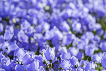 Campanula carpatica, tussock bellflower or Carpathian harebell. Rapido Blue. Plantae, Angiosperms, Eudicots, Asterids, Asterales, Campanulaceae, Campanula. Filled texture background of blue flowers.