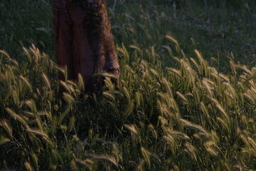 Poster - Vegetation in an urban park