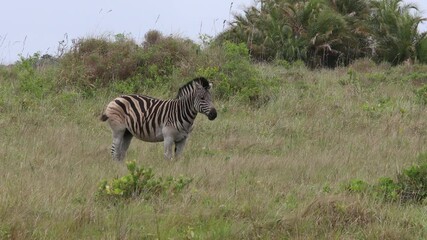 Wall Mural - Zebras eating grass in the Isimangaliso National Park in Southafrica