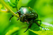 Cetonia aurata beetle on a green background
