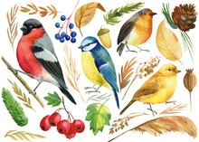 Set Of Colored Birds, Titmouse, Bullfinch, Canary, Robin, And Autumn Plants, Berries, Branches, Watercolor Illustration