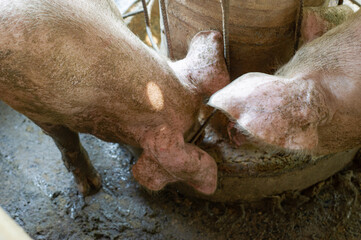 Dirty pig in a small farm in the countryside.