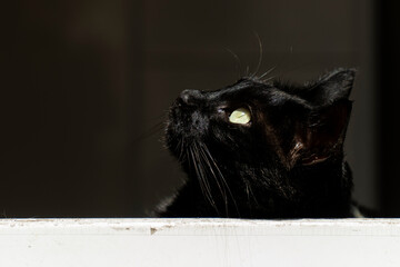 Cat taking a look through the window