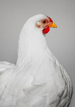 White Chicken, Best In Show