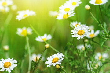 Canvas Print - Сhamomile (Matricaria recutita), blooming plants in the spring meadow on a sunny day, closeup