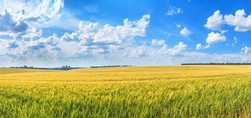 Wall Mural - Rural landscape, panorama, banner - field of young wheat in the rays of the summer sun