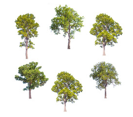 Wall Mural -  A beautiful trees from Thailand.Collection of Isolated Trees on white background.