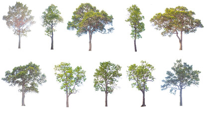 Wall Mural - Isolated Trees on white background...