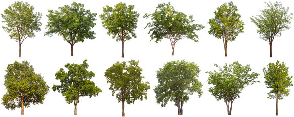 trees isolated