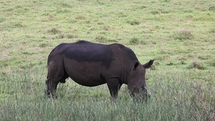 Wall Mural - Black rhino eating grass in the Isimangaliso National Park in Southafrica