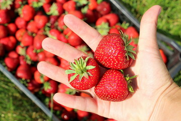 Ripe fresh strawberries in the hands of the farmer and in a wicker white basket after harvesting sweet red berries.