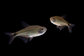 Wall Mural - Buenos Aires tetra (Hyphessobrycon anisitsi) isolated on black 