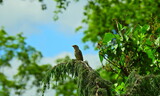 Fototapeta  - Wróbel siedzący  na gałęzi jałowca