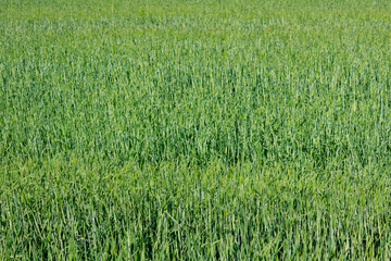 Wall Mural - empty clean green grass field background. full frame shot of fresh grass with copy space