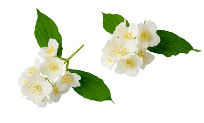 Two branches of jasmine flowers on a white isolated background. Branches taken from different angles.