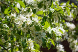 Fototapeta Sypialnia - Branches of a blossoming apple tree