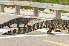 Two Gators Reach The Other Side Of The Road.
