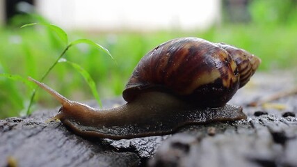 Canvas Print - Snail shell with green nature background close up