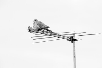 Bird on antenna