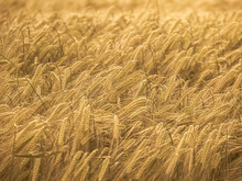 Wheat Field. Ears Of Golden Wheat Close Up. Rural Scenery During Shining Sunset. Close-up