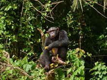 Cameroon, Pongo-Songo, Chimpanzee (Pan Troglodytes) With Bananas Siitting On Tree Branch