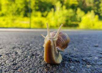 a snail walking on the asphalt