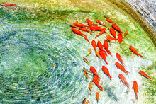 Golden Kohaku And Koi Carps Swimming In The Crystal Clear Water Of Fountain. Red Fishes Creative Wallpaper
