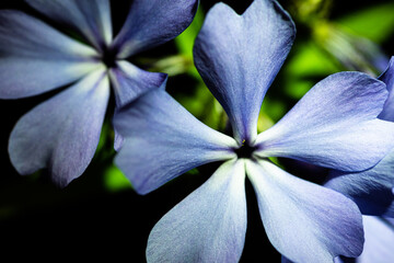 Wall Mural - Blue Floral Macro on Dark Background