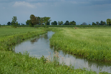 paesaggio di campagna in tarda primavera Pandino Lombardia