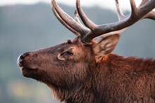 Close-up Of Bull Elk Herding Harem Within Rocky Mountain National Park, Colorado