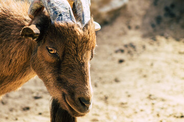 View of domestic goat, a subspecies of C. aegagrus domesticated from the wild goat of Southwest Asia and Eastern Europe. The goat is a member of the animal family Bovidae and the subfamily Caprinae