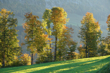 Wall Mural - Waldrand im Herbst