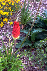 Poster - Kniphofia hirsuta also called tritoma, red hot poker, torch lily, knofflers, traffic lights or poker plant