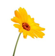 Fresh calendula flower isolated on the white background