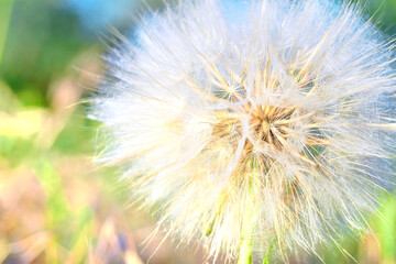 Wall Mural - Dandelion flower over natural background Macro Close up Selective focus