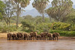 Herd of elephants drinking at Ewaso Nyiro (Usaso Nyiro) river, Samburu Game Reserve, Kenya