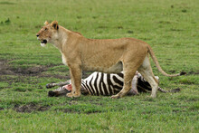 Lioness With Zebra Kill, Masai Mara Game Reserve, Kenya