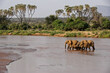 Elephants crossing the Ewaso (Uaso) Nyiro River, Samburu Game Reserve, Kenya. Female elephant leading group is collared for radio-tracking.